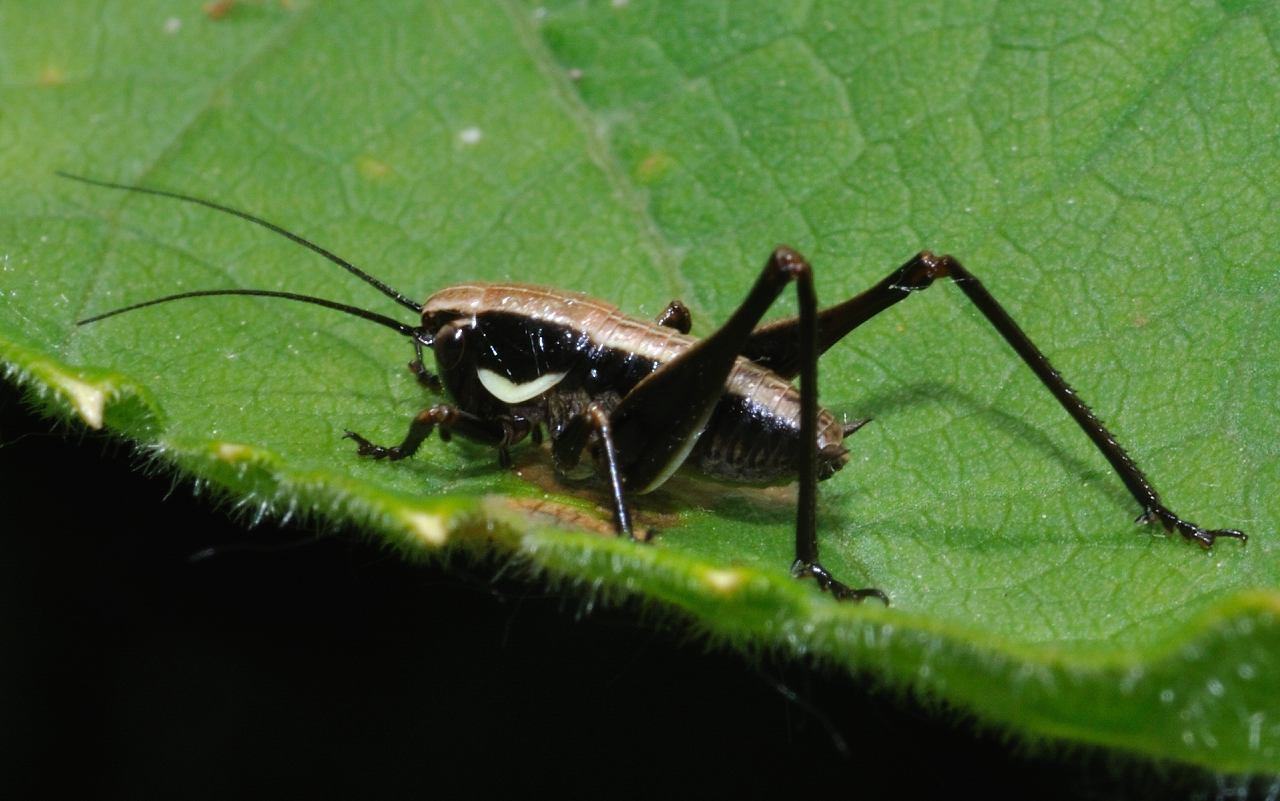 Neanide di Tettigoniidae